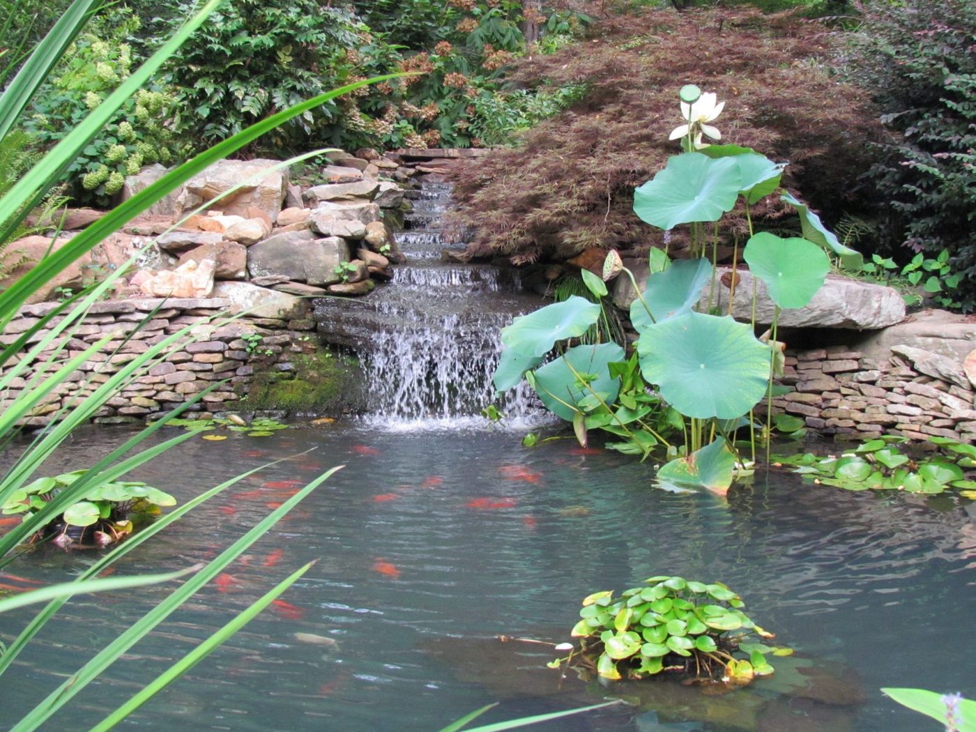 Water garden with waterfall
