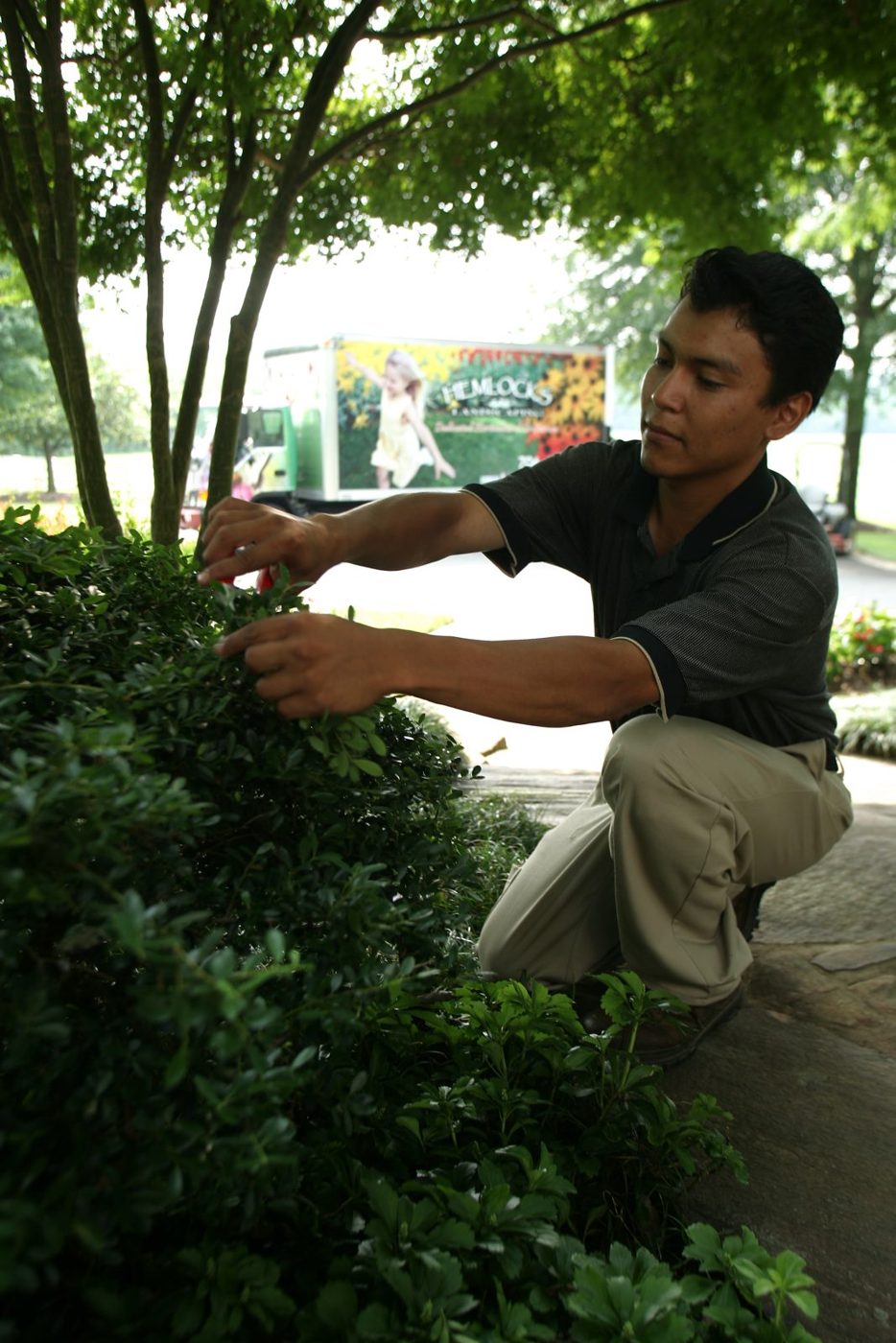 Hemlocks crew member pruning shrubs